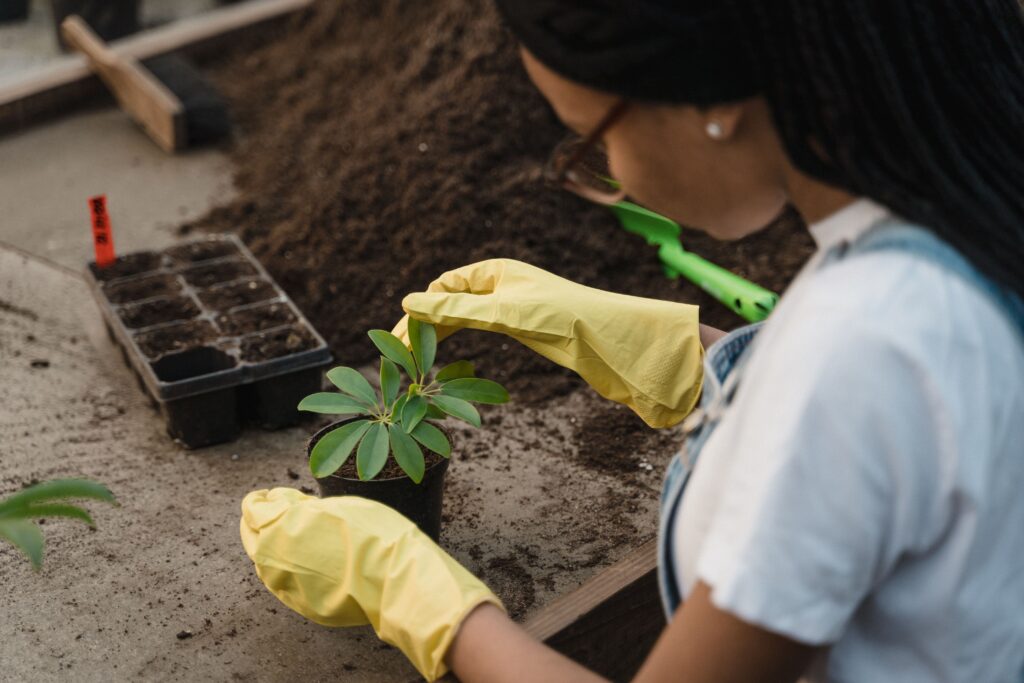 How to Water Plants Correctly