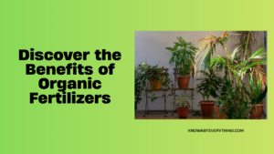Which are the Best Organic Fertilizers for Indoor Plants?