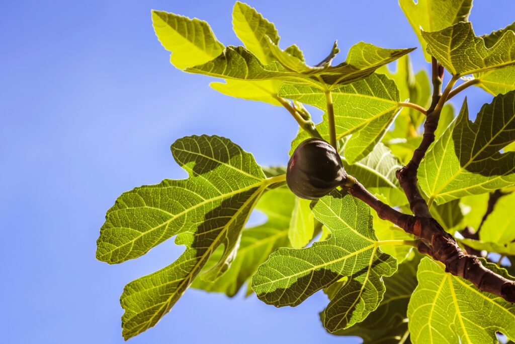 Fiddle-Leaf Fig