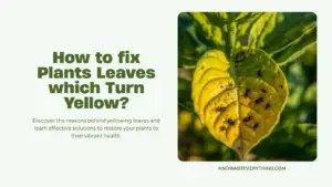 How to fix Plants Leaves which Turn Yellow?