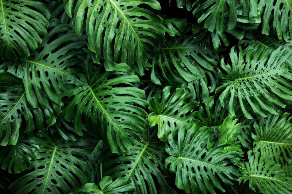 Monstera & Pothos