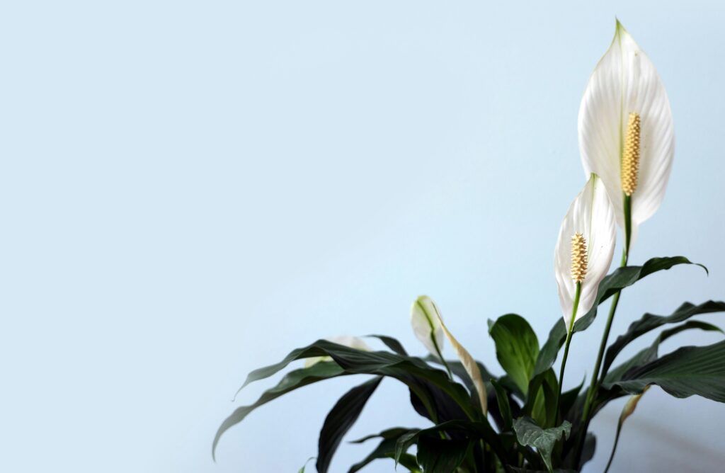 Peace Lily (Spathiphyllum) & Calathea