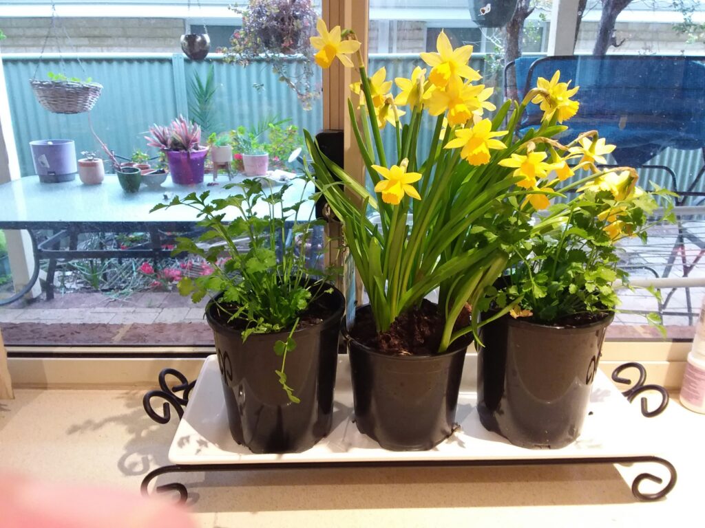 How to Water Plants Correctly