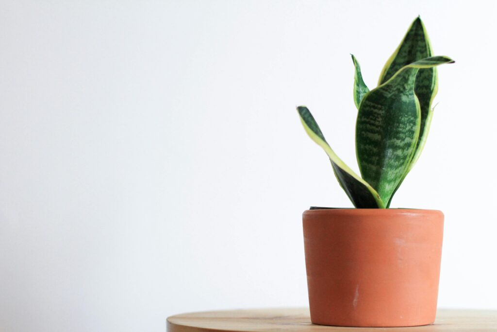 Snake Plants (Sansevieria) & Succulents