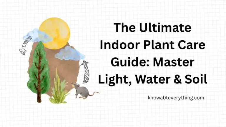 How to take care of Indoor Plants?