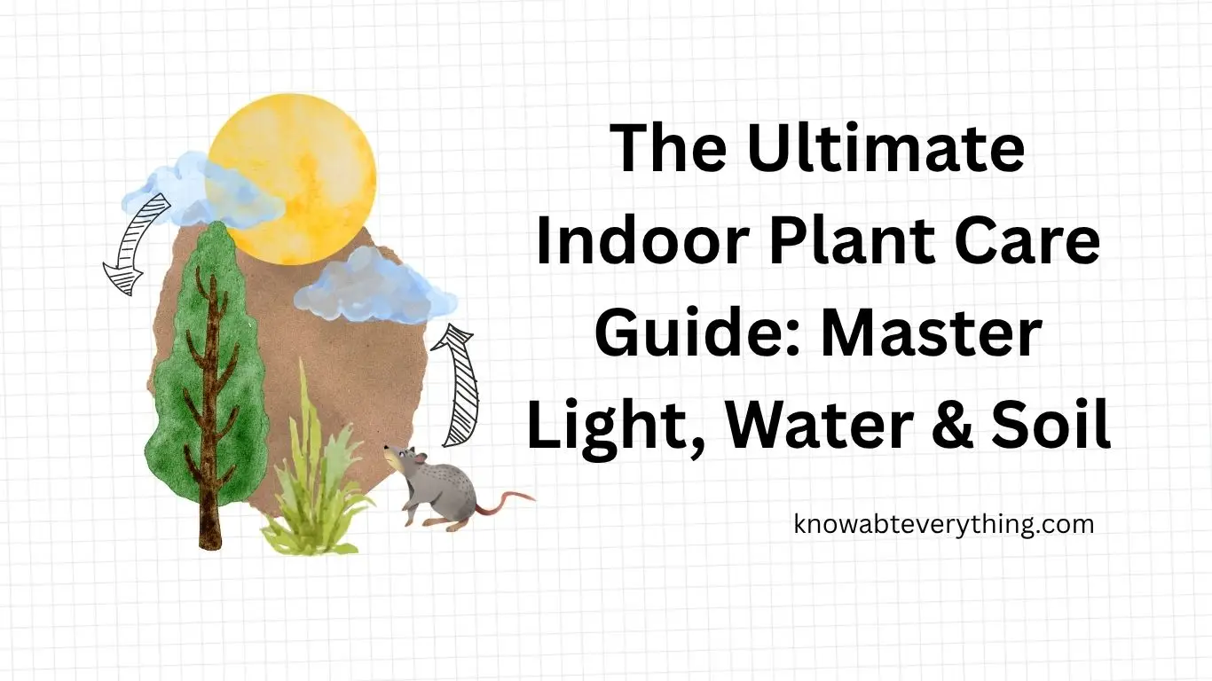 How to take care of Indoor Plants?