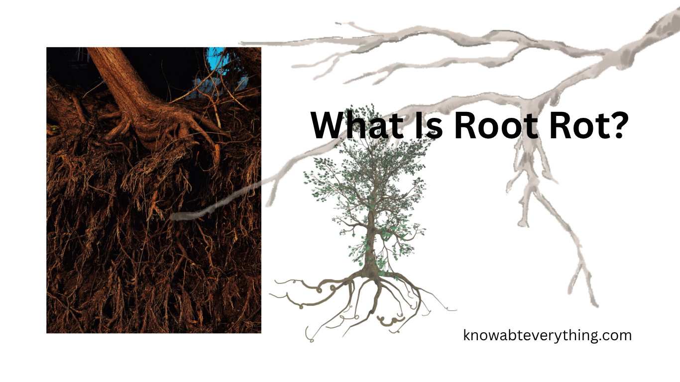 What Is Root Rot? Fix Your Damage Plants Roots