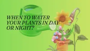 When to Water your Plants in Day or Night?