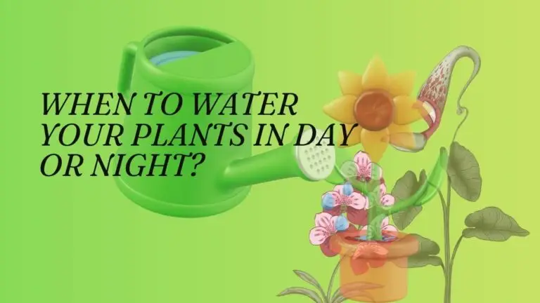 When to Water your Plants in Day or Night?
