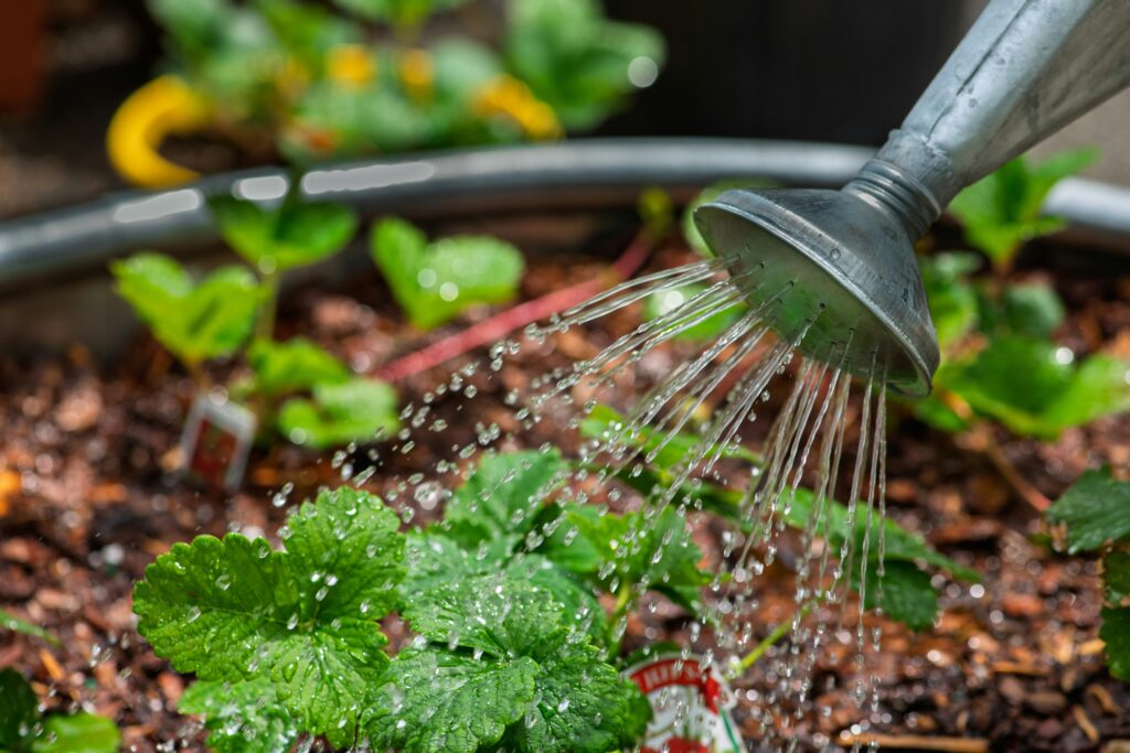 How to water your Plants from bottom