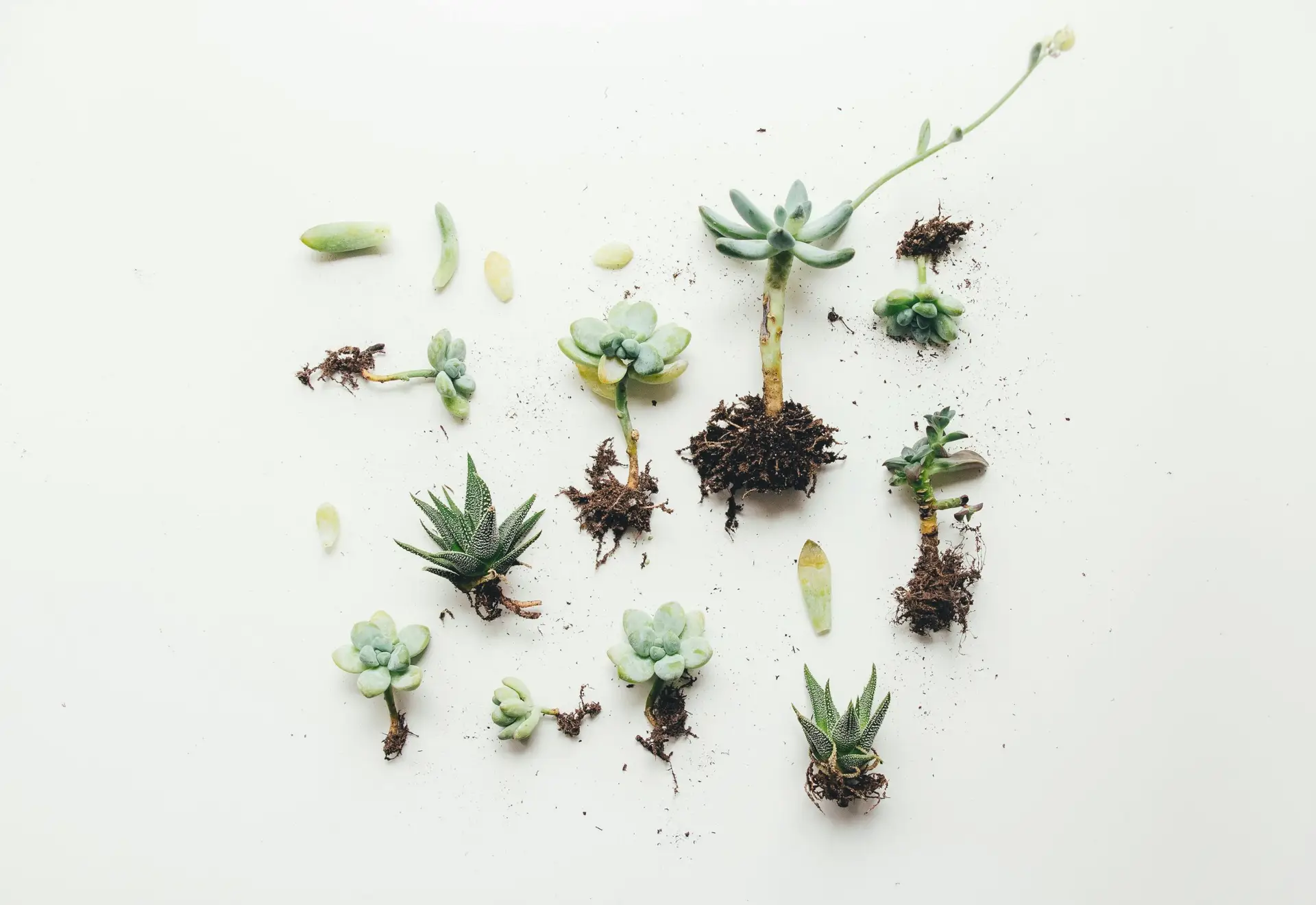 Plants Problems