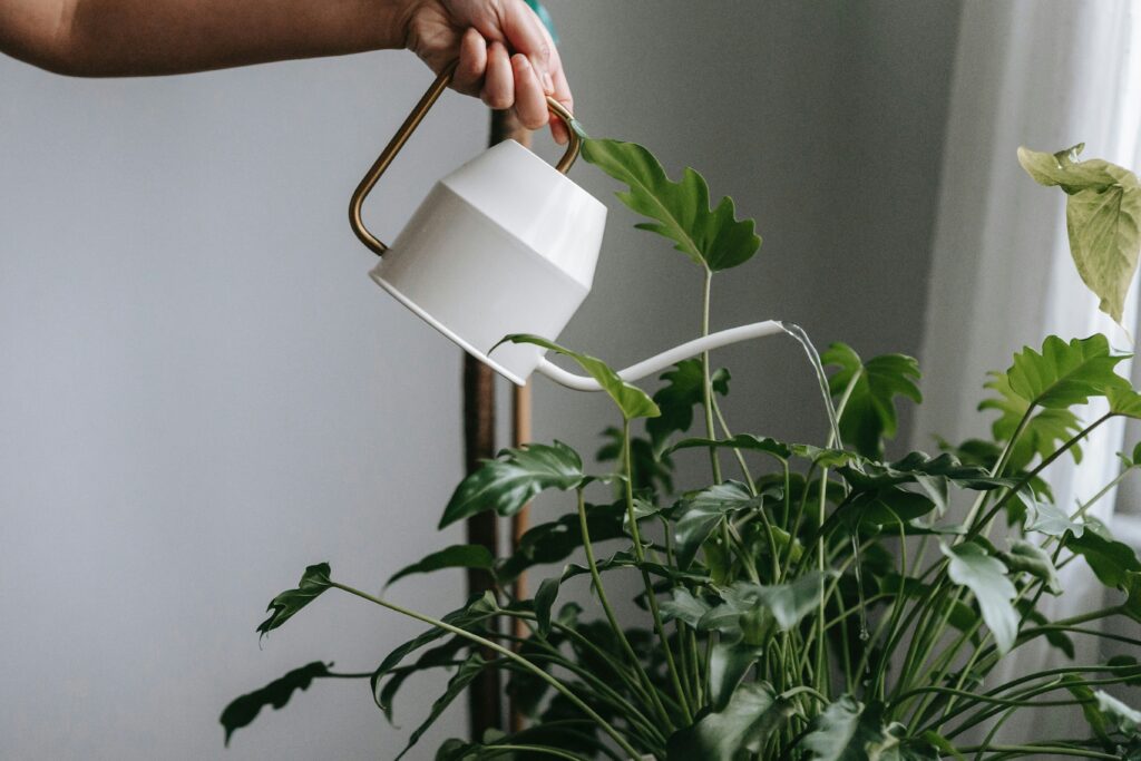 How to water your Plants from top