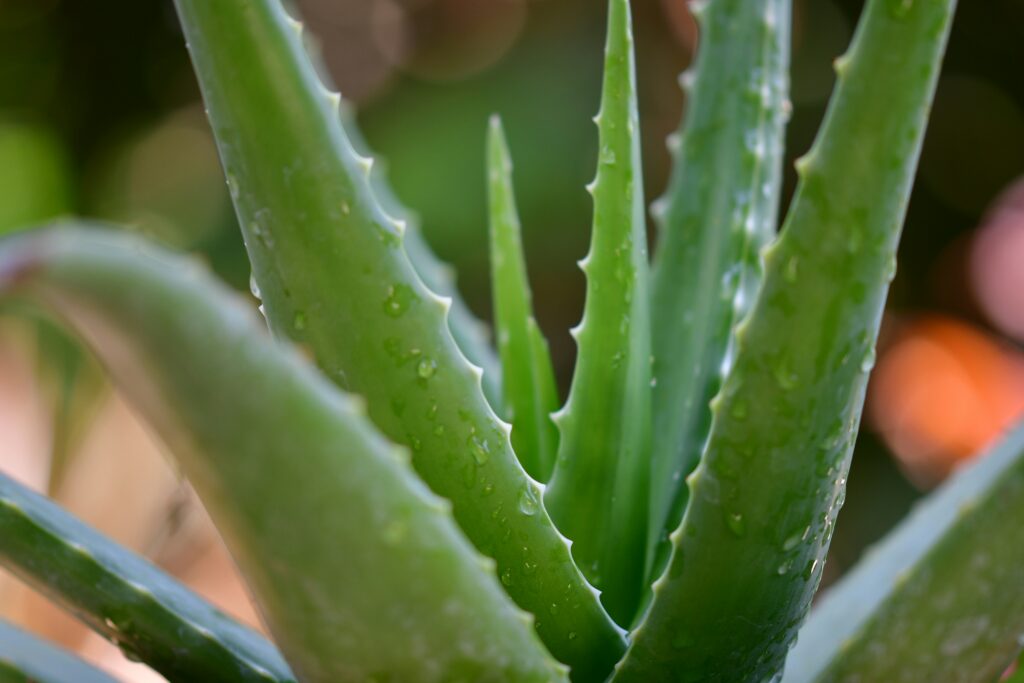 Aloe Vera (Aloe barbadensis Miller)