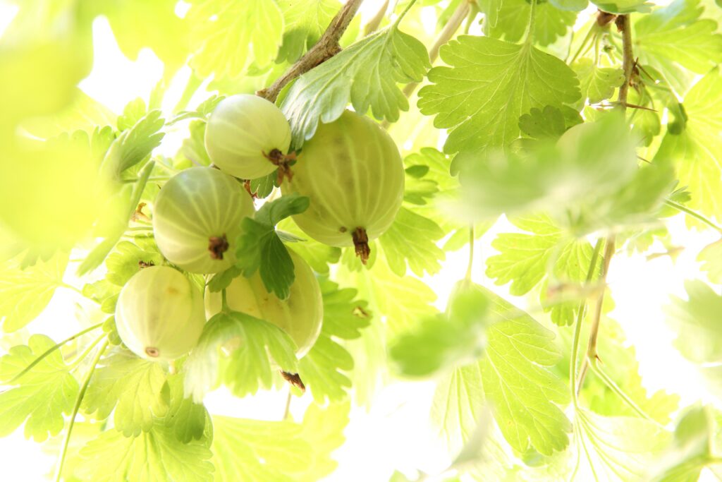 Amla  Indian Gooseberry 