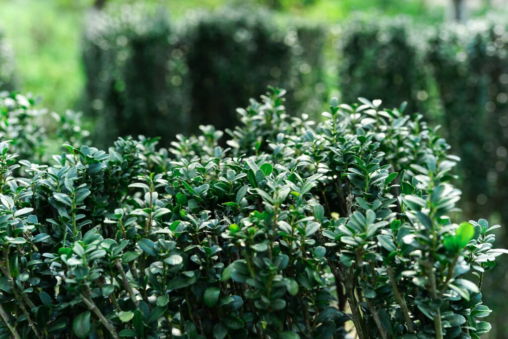 Boxwood