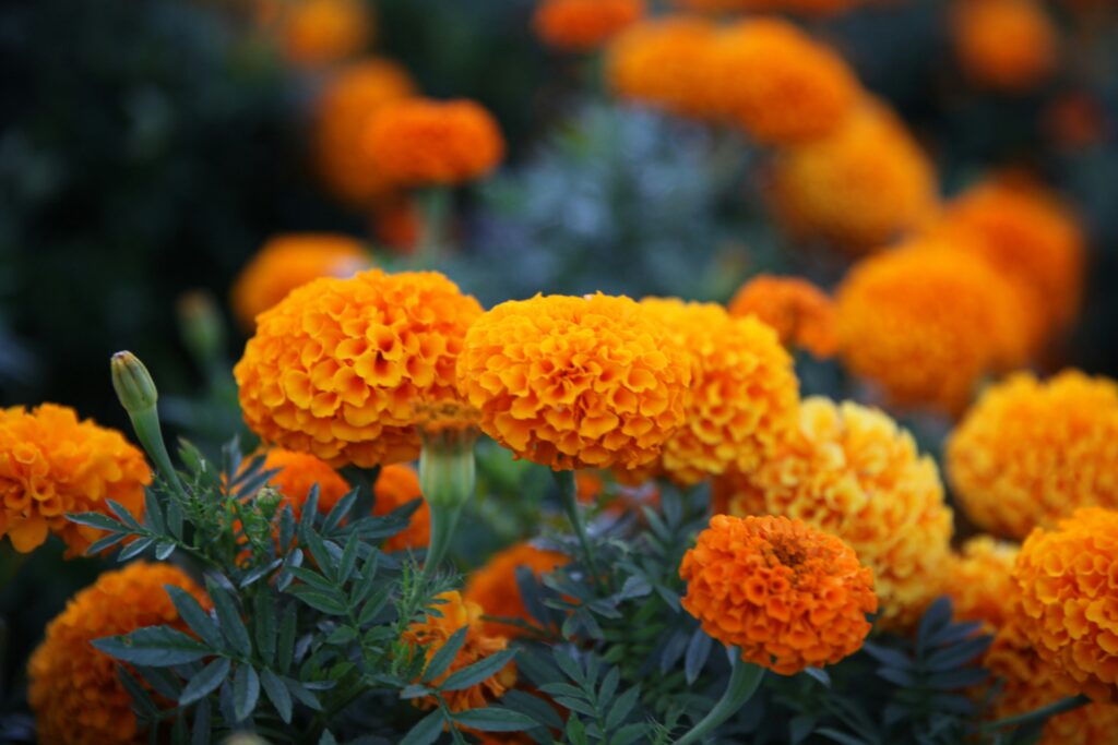 Calendula  Marigold 