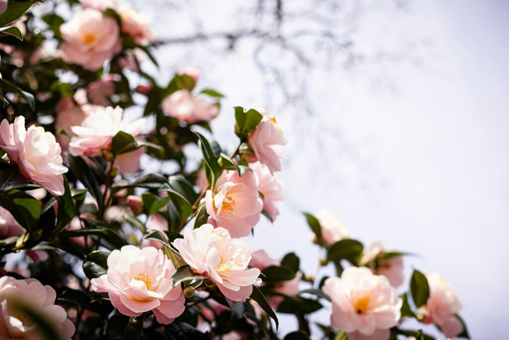 Camellia