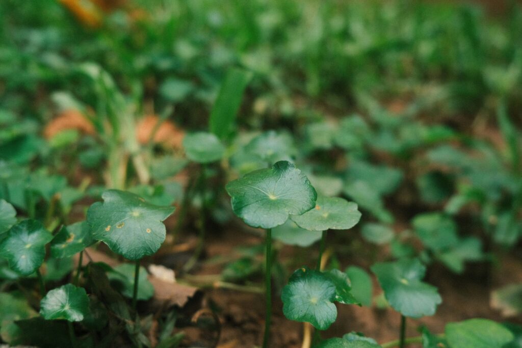 Centella Asiatica 