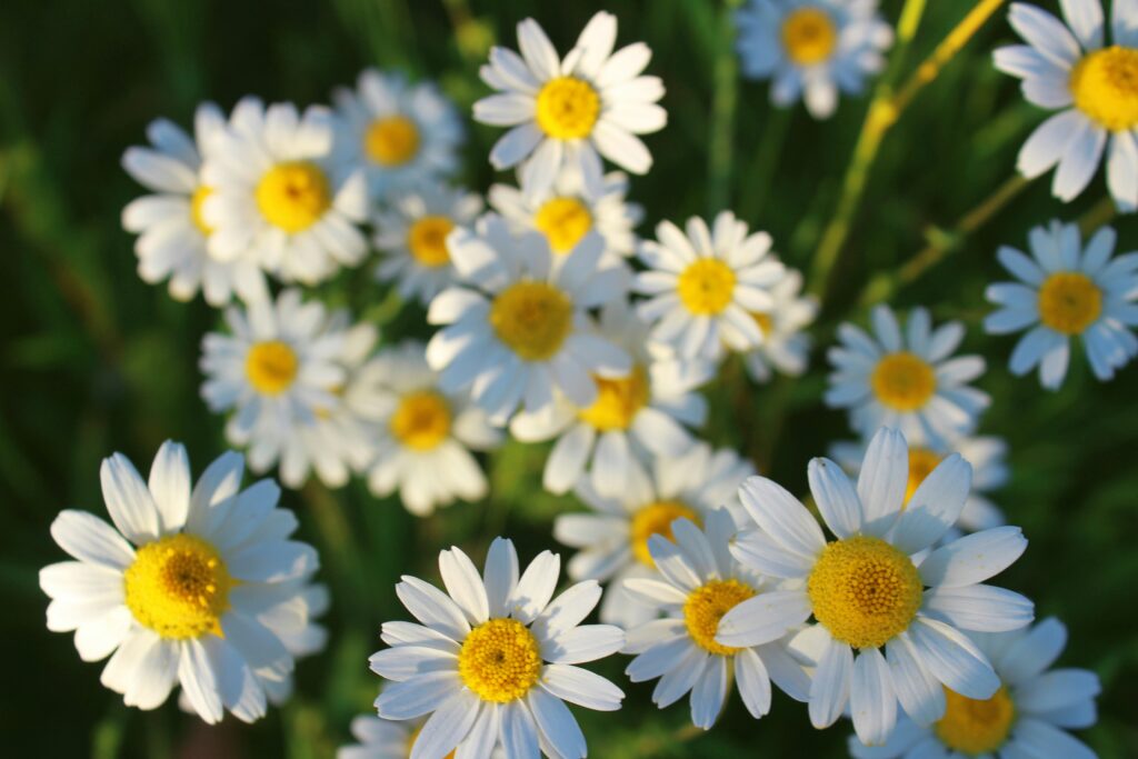 Chamomile (Matricaria chamomilla)