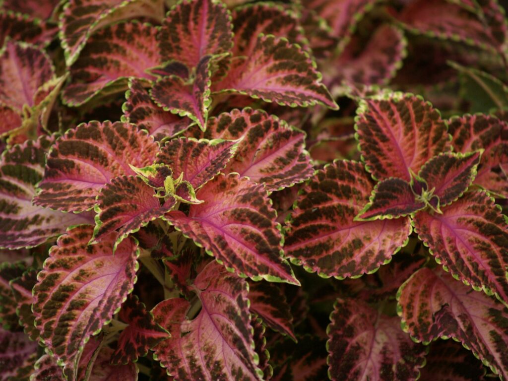 Coleus