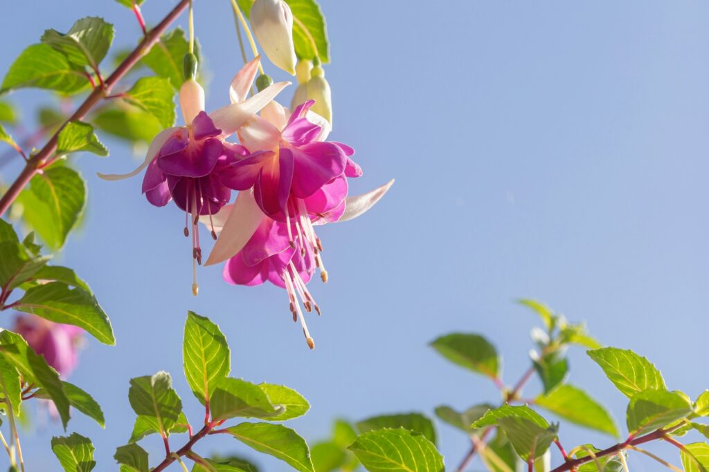 Fuchsia