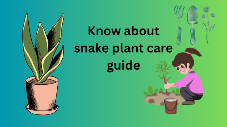 Know about snake plant care guide