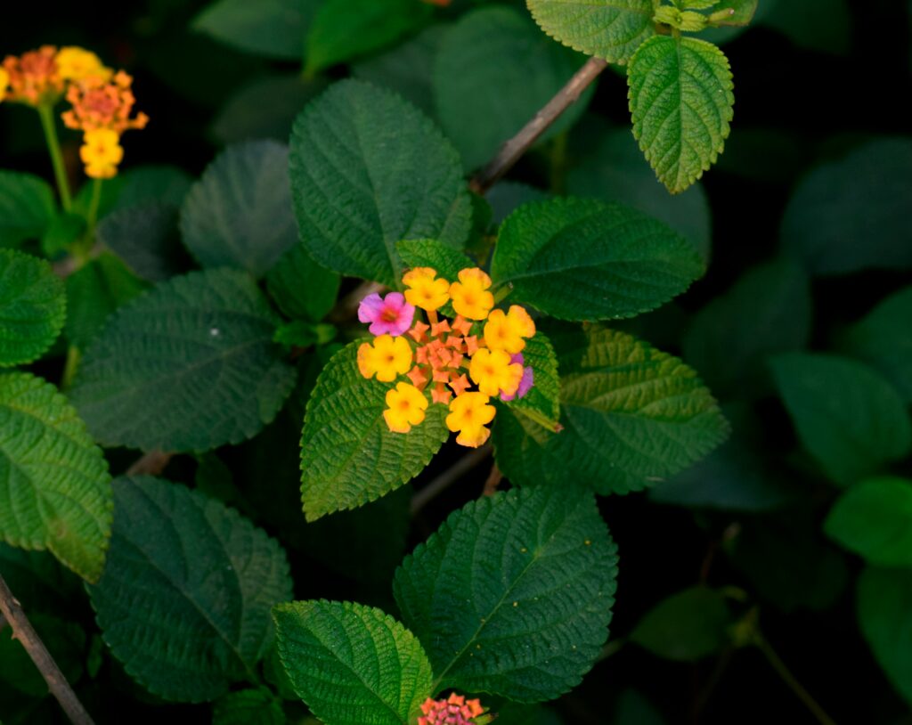 Lantana