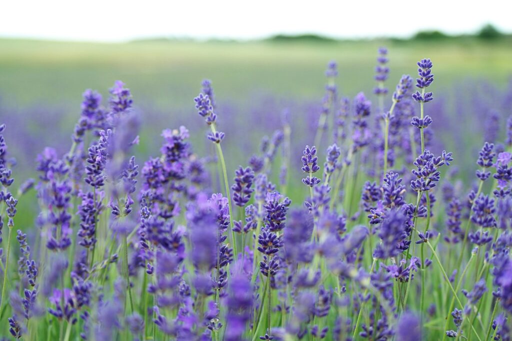  Lavender