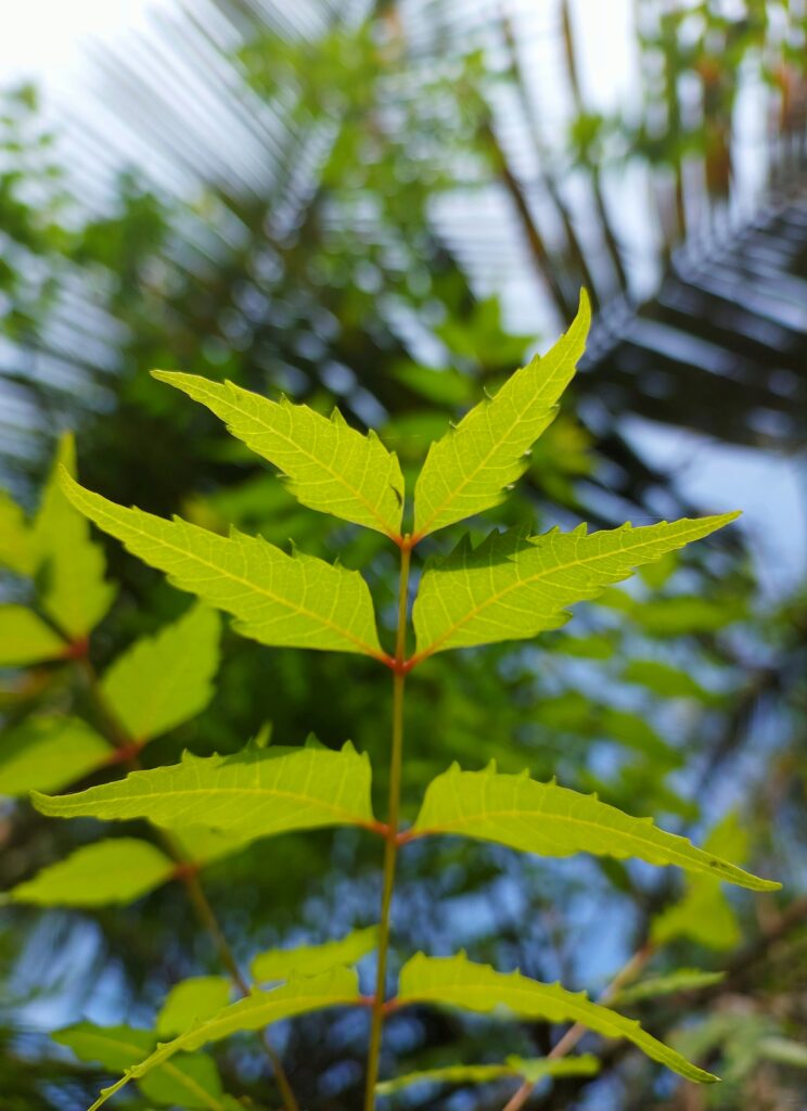 Neem