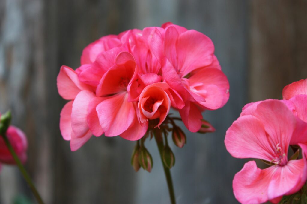 Pelargoniums