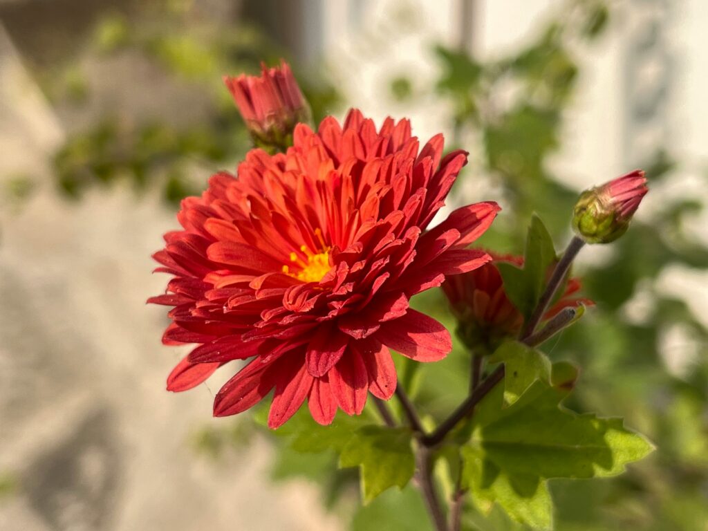 Safflower (Carthamus tinctorius)