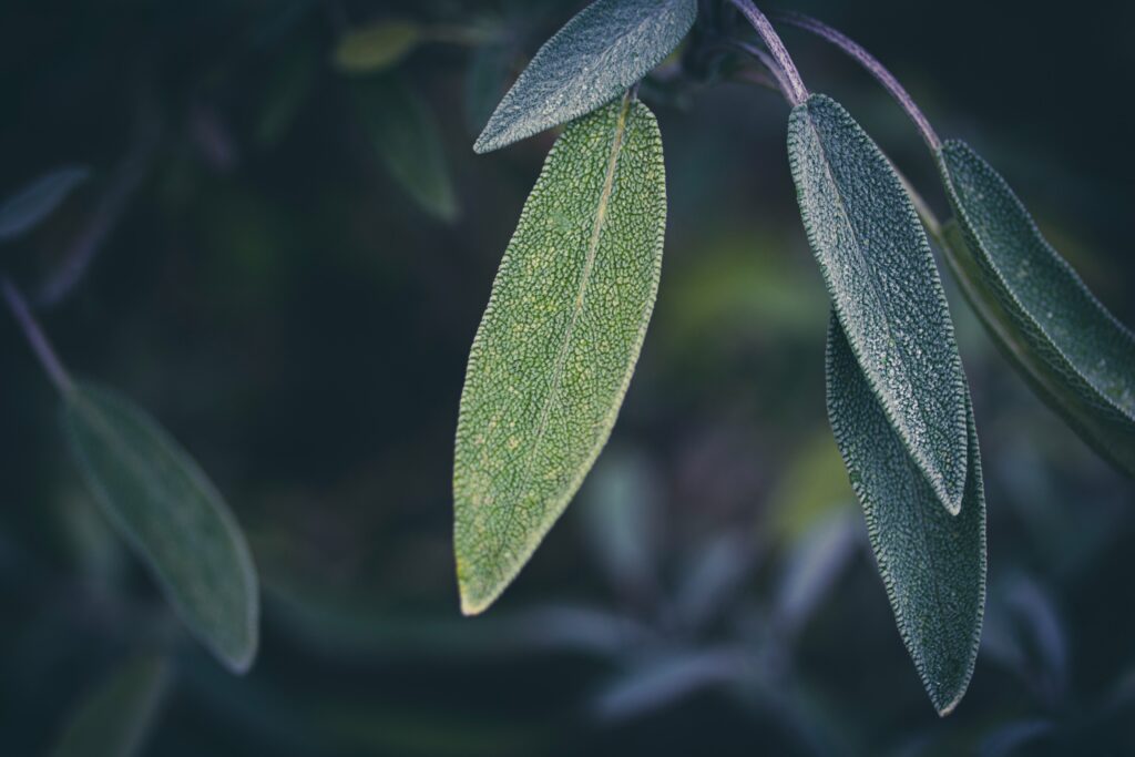 Sage