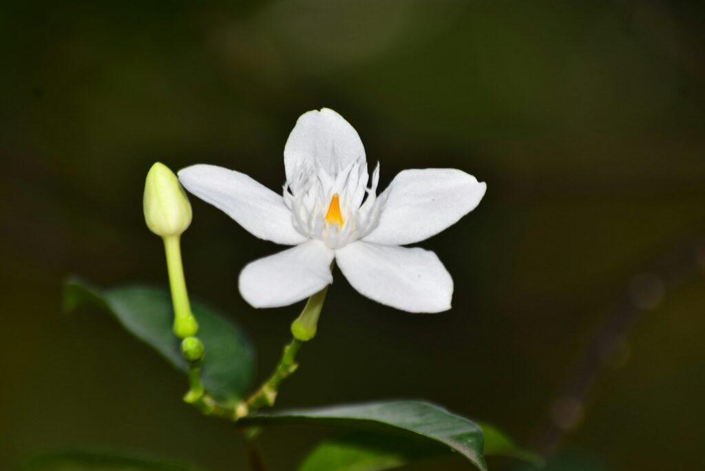 Star Jasmine