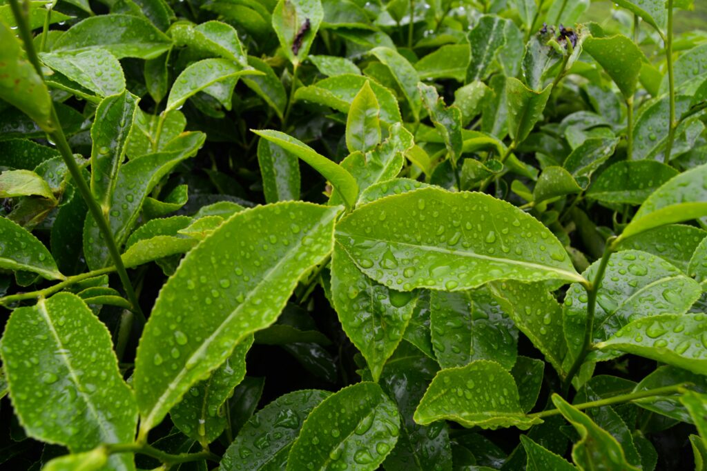 Tea Tree