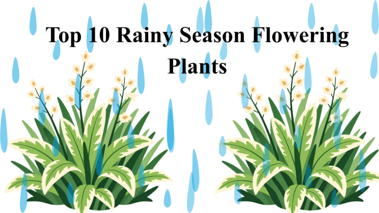 Top 10 Rainy Season Flowering Plants
