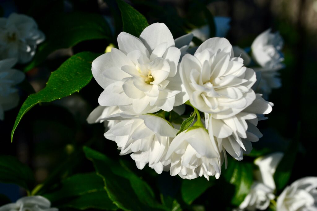 Top 10 Rainy Season Flowering Plants