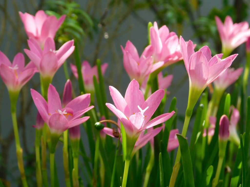 ain Lily Zephyranthes blooming in a wide potted planter during the rainy season
