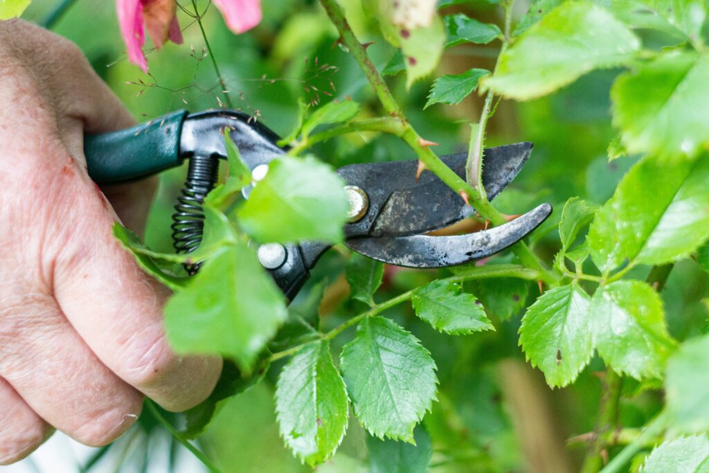 Rose plant semi-ripe cuttings