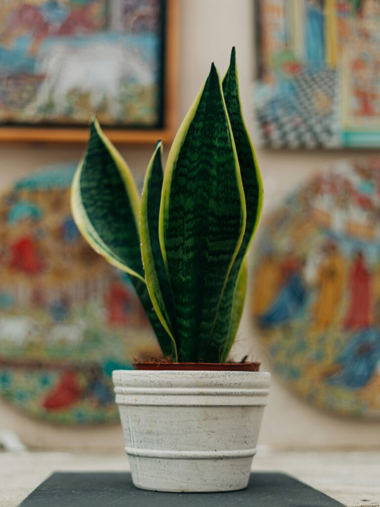 Know about snake plant care guide
