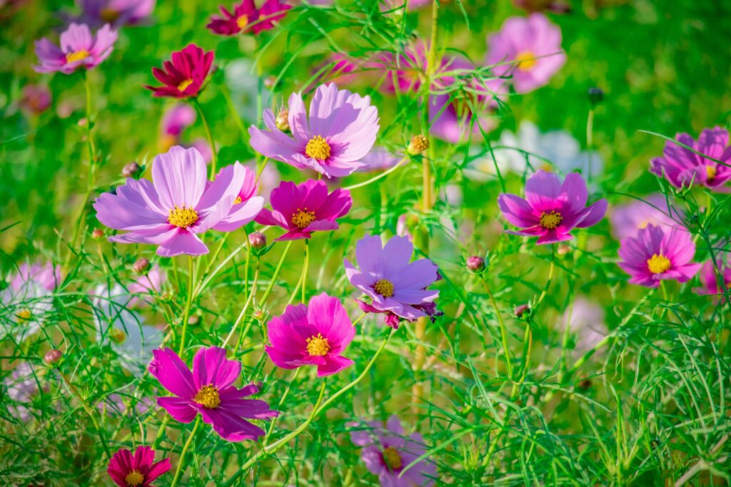 Top 10 Rainy Season Flowering Plants