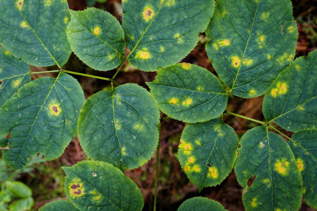 Leaf Showing yellow Spot